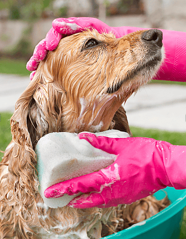 Do Cocker Spaniels Shed