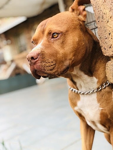 brown Pitbull on a chain 