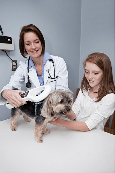 microchip dog