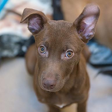 Chai - Shepherd