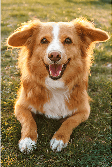 A happy dog