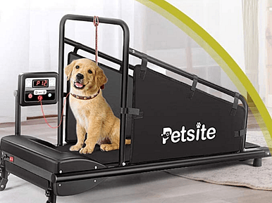 A dog on Doggy Treadmill