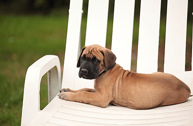 Great Dane Puppy