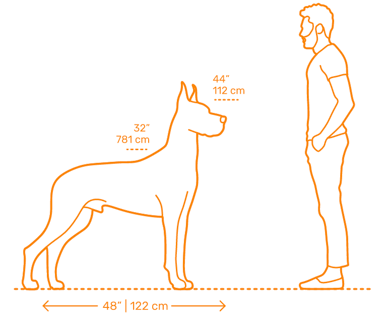 Great Dane Dimentions
