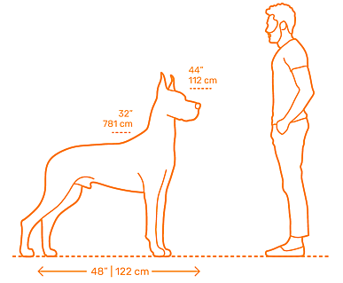 Great Dane Dimentions