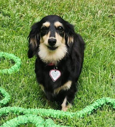 Skylar in TN - Dachshund
