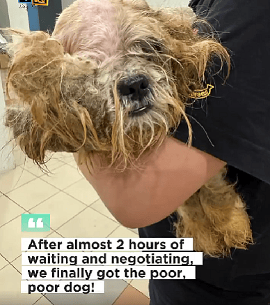 Dog rescue story: Tiny Emaciated Dog Chained Up On Porch. When Rescuers Arrive Owners Response Leaves them Speechless