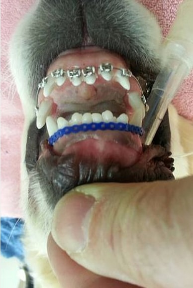 Wesley the golden retriever with braces