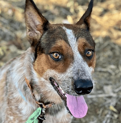 Dog up for adoption - Marco