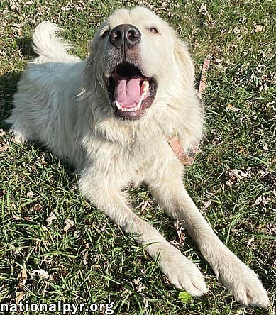 Casper in TN - The Friendly & Gentle Pyr!