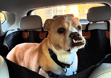 Dog Breeds With Underbites