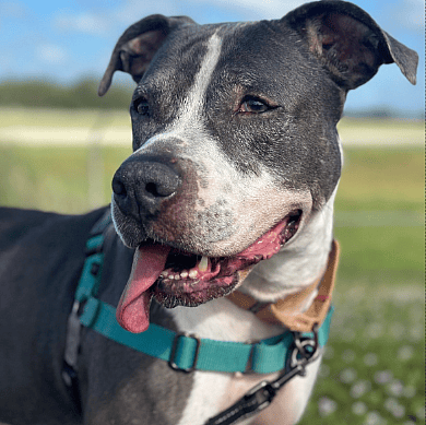 Sweet Dog Overlooked for Nearly 4 Years