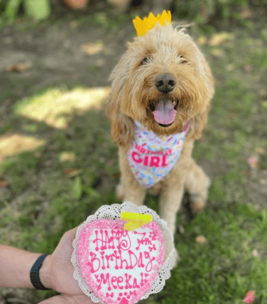 Watch: Italian Greyhound’s Fabulous 1st Birthday Party in all Pink Will Give You Major FOMO!
