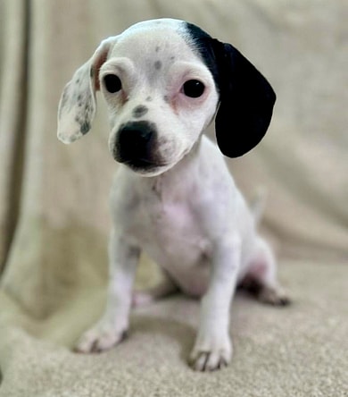 Halloweentown: Marnie