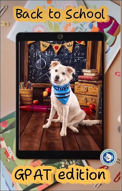 Palmer - only 31.6 lbs! - Chihuahua