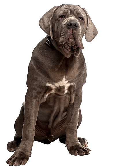 A Neopolitan Mastiff