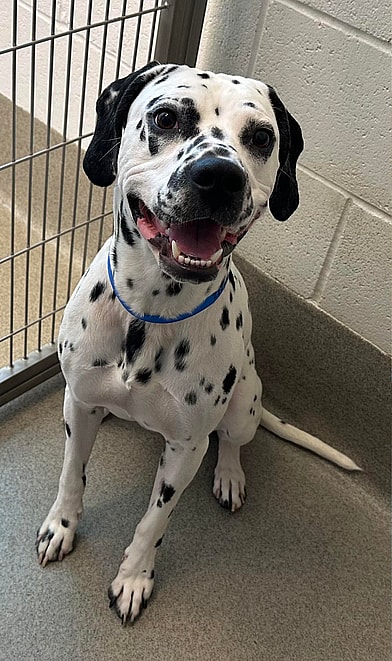 Dalmatian Pit Bull Mix