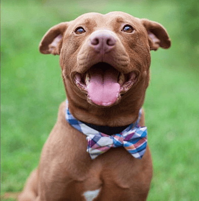 Dog Was Saved Minutes Before His Time Was Up!