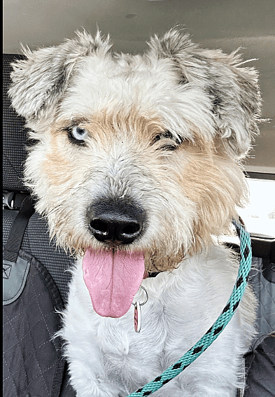 Blue-Eyed Mama Dog Saved From Horrific Hoarding Situation, Ready for a Fresh Start