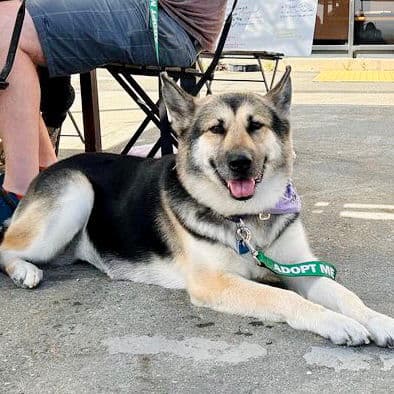Mimi - Shepherd