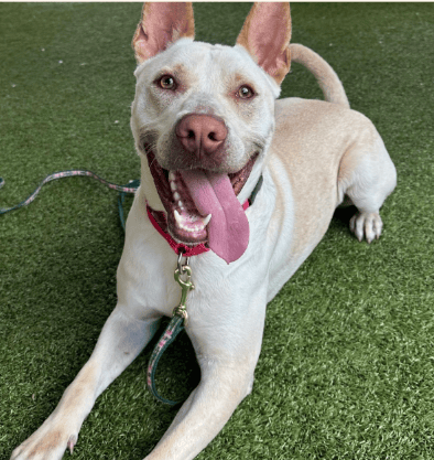 Finn: Genius Shelter Dog Stuns Staff With His Brilliant Training