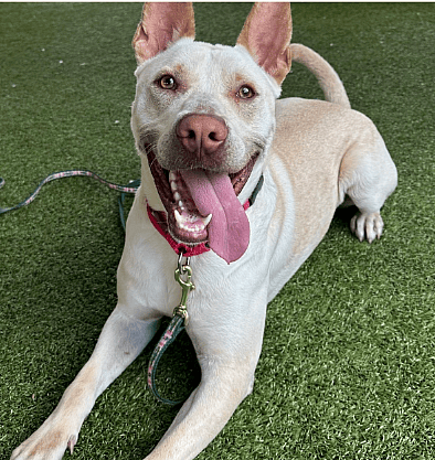 Finn: Genius Shelter Dog Stuns Staff With His Brilliant Training