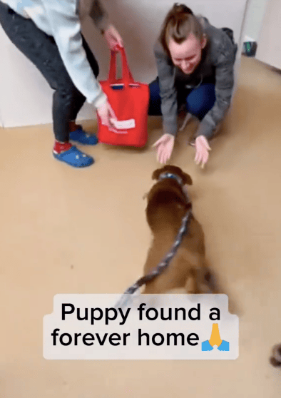 This Shelter Dog’s Reaction To Finding His Forever Home Will Melt Your Heart
