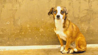 Blossom in Shelter
