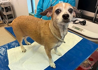 Lucy (beagle) - Nice Little Lady!