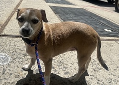 Lucy (beagle) - Nice Little Lady!