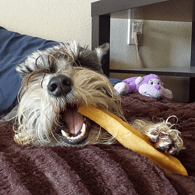 Dog chew a yak dog chew treat