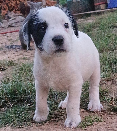 PUPPY POLAR
