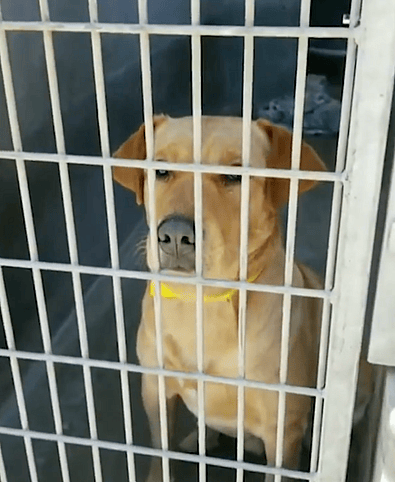 I broke this shelter dog out for Thanksgiving!