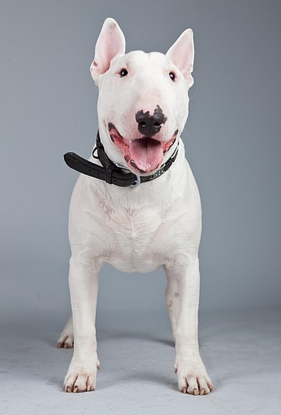Bond the English Bull Terrier