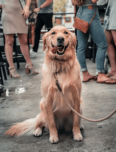 Dog-Friendly Restaurants in Denver