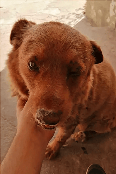 Oldest Dog in History