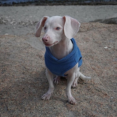 Piglet, blind and deaf puppy