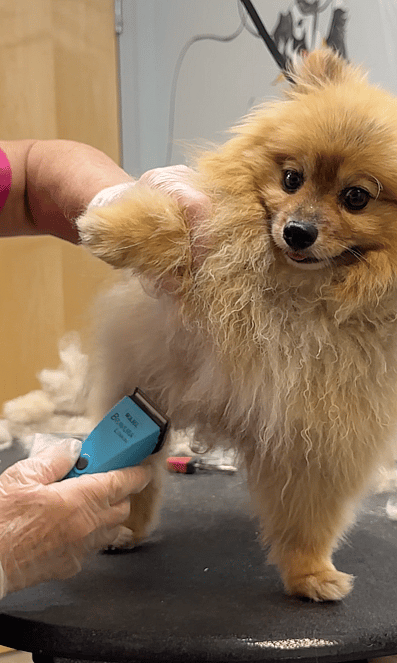 In a world where every creature deserves love and care, it's disheartening to witness the plight of animals like Monty, a Pomeranian who suffered from severe neglect.