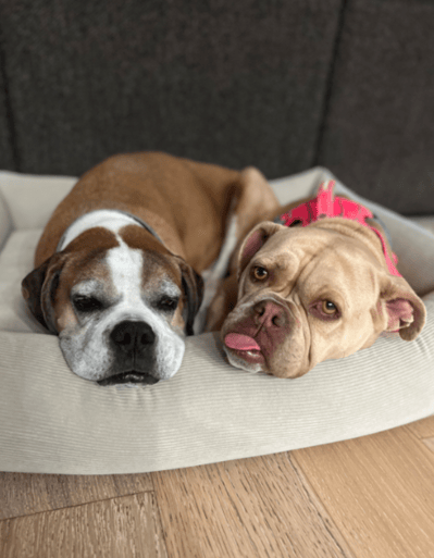 flip and tulip