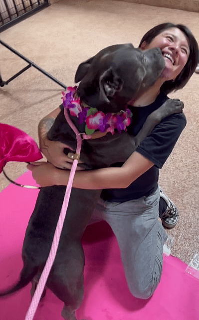 Sweet Pitbull Still Waits for Love After 600 Days in Shelter