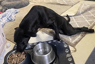 Koa getting herself to her food bowl