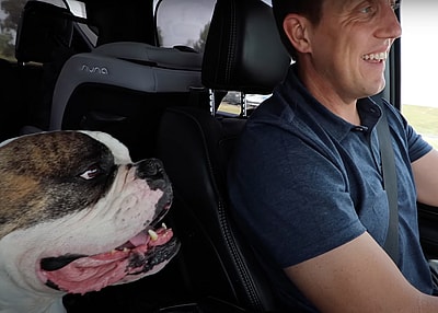 Rocky Kanaka's New Foster Dog Winston is a bulldog