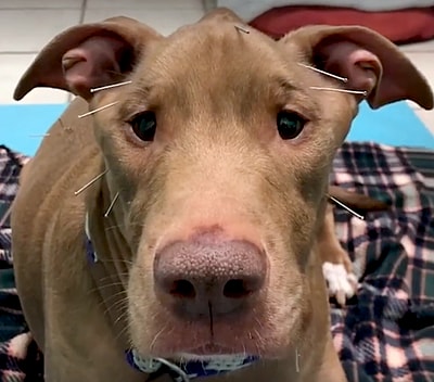 here is pictures of dogs with masticatory muscle myositis. She gets acupuncture for masticatory muscle myositis