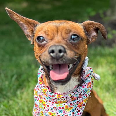 Macie - Chihuahua
