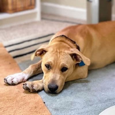 Boston - American Pit Bull Terrier