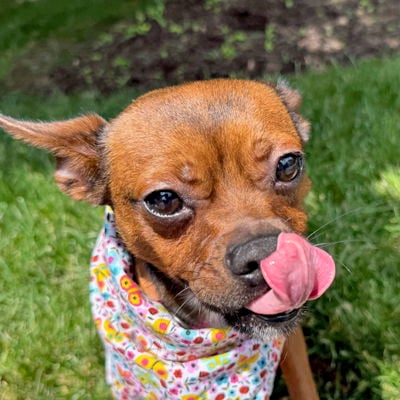 Macie - Chihuahua