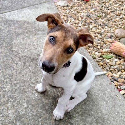 Shamrock - German Shepherd Dog
