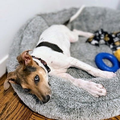 Shamrock - German Shepherd Dog