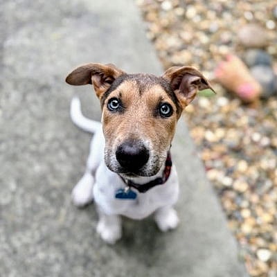 Shamrock - German Shepherd Dog