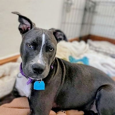 Pomegranate - Pit Bull Terrier